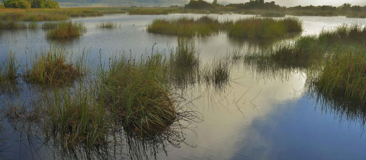 La organización ecologista sostiene que en los acuíferos de estos cuatro espacios se roba agua