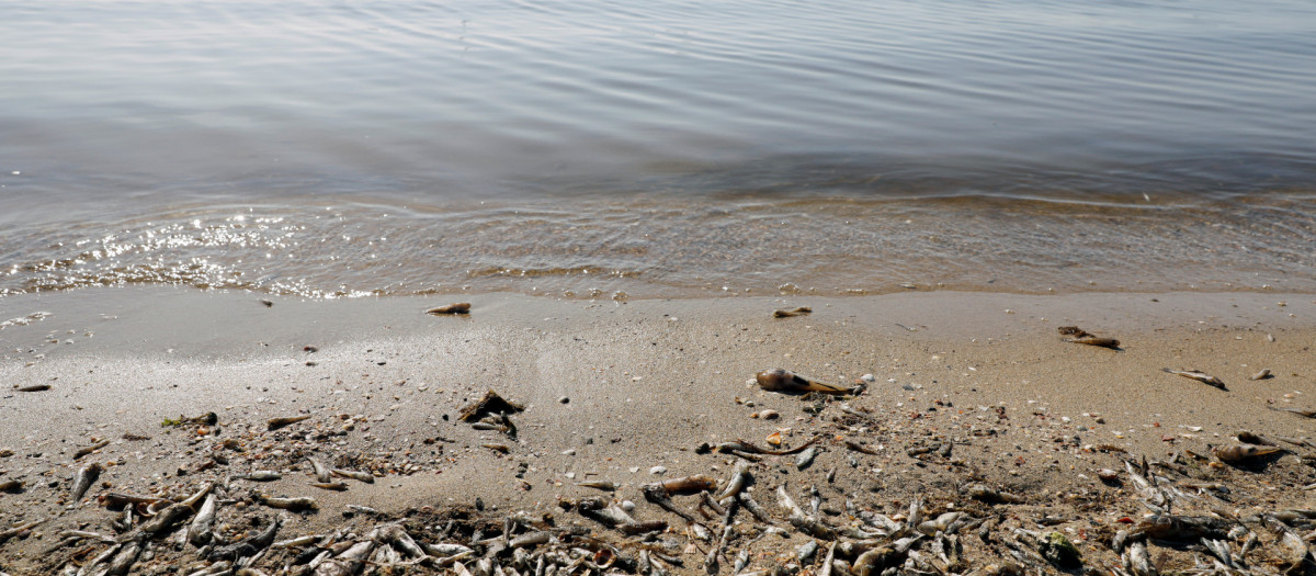 Peces muertos cerca de la playa de Cala del Pino, en el Mar Menor