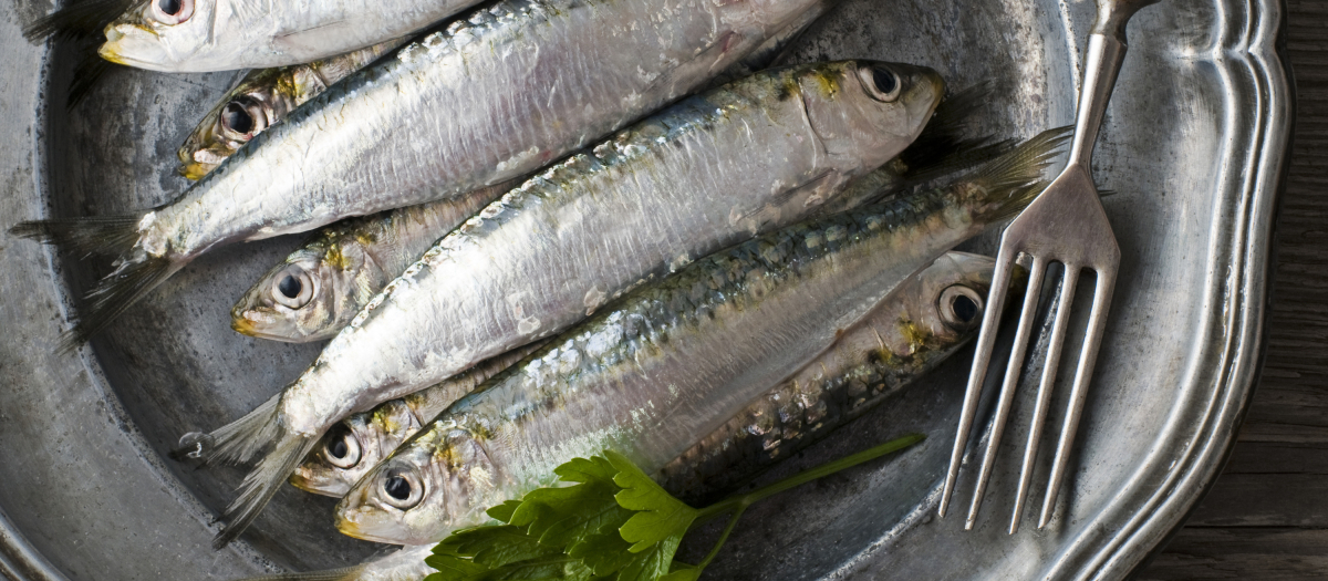 Los biólogos marinos han detectado aditivos químicos plásticos en sardinas, boquerones y merluzas del mar Mediterráneo