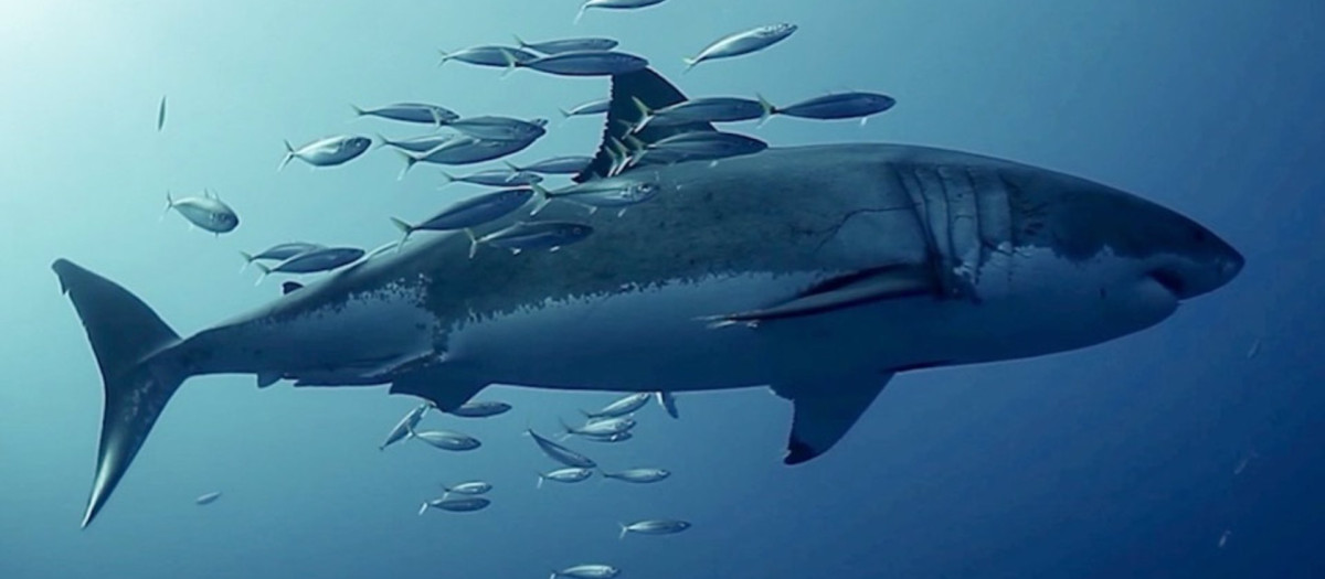 Jurel del Pacífico rozando un tiburón blanco en la Isla Guadalupe, México