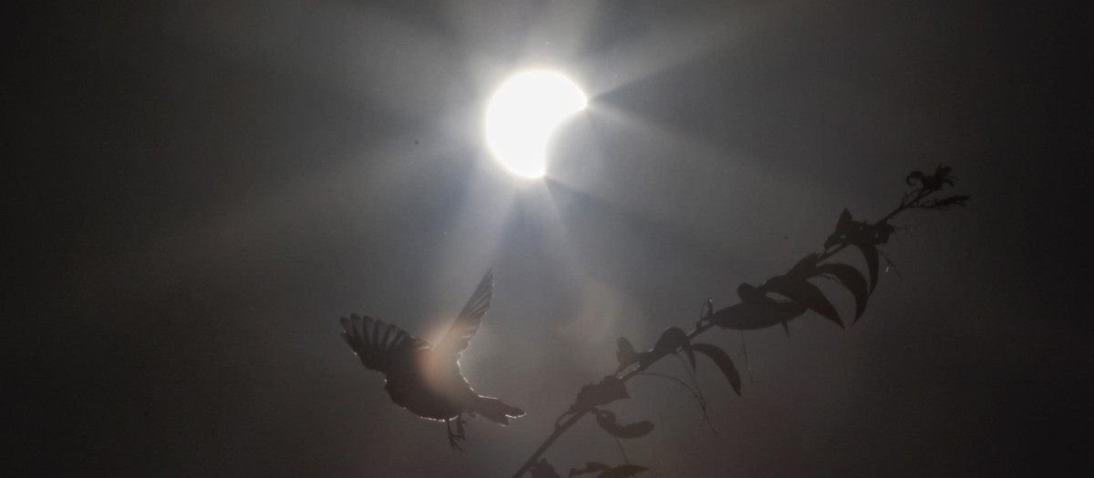 Eclipse anular de Sol de diciembre de 2019