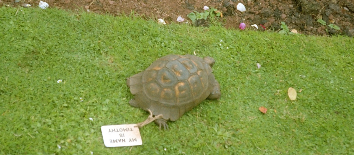 La tortuga Timothy con el cartel en que se puede leer: "Mi nombre es Timothy. Estoy muy viejo, por favor no me recoja".