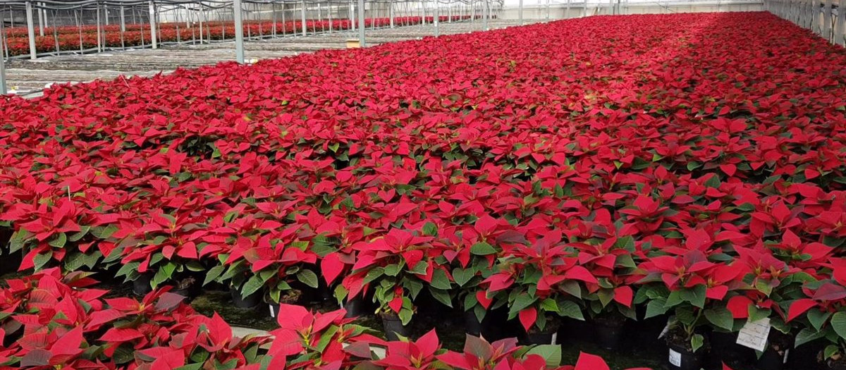 Vivero de flor de Pascua