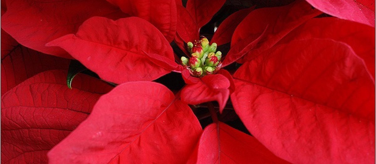 Hojas rojas típicas de la Flor de Pascua, propia de la Navidad