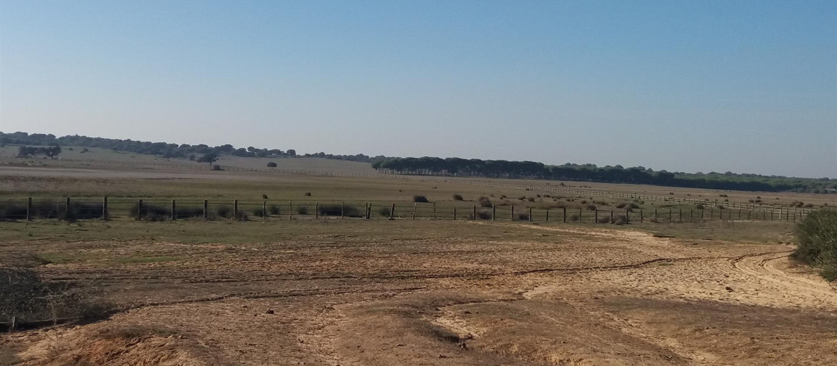 Reserva natural de la Dehesa de Abajo, cerca de Doñana, en sequía en una imagen de archivo