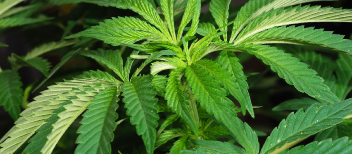 Planta de cannabis