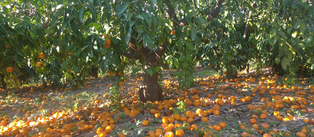 La situación de parte del campo valenciano: la fruta perdiéndose, sin recoger