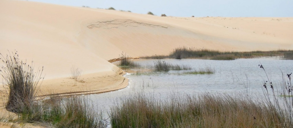 Situado entre la Ría de Arousa y la de Muros y Noia, este importante parque ocupa casi 1.000 hectáreas, el quinto de Galicia en extensión, y es también conocido como Parque Natural de Corrubedo, un gran espacio natural en la Península de Barbanza que pertenece al municipio coruñés de Ribeira. Además de la zona dunar también comprende la playa en que se ubican y las lagunas de Carregal y Vixán, formando así un ecosistema muy rico y variado.