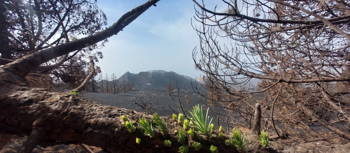 Fotografías panorámicas tomadas en el edificio volcánico de Cumbre Vieja mientras Pevolca analiza medidas de emisión de gases