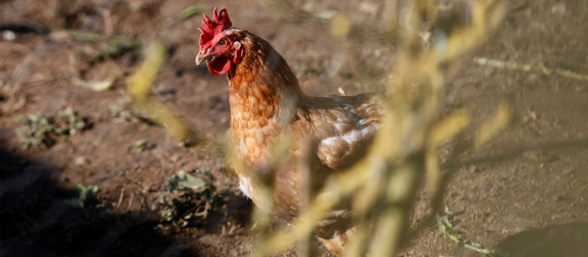 Una gallina en un corral de Lugo