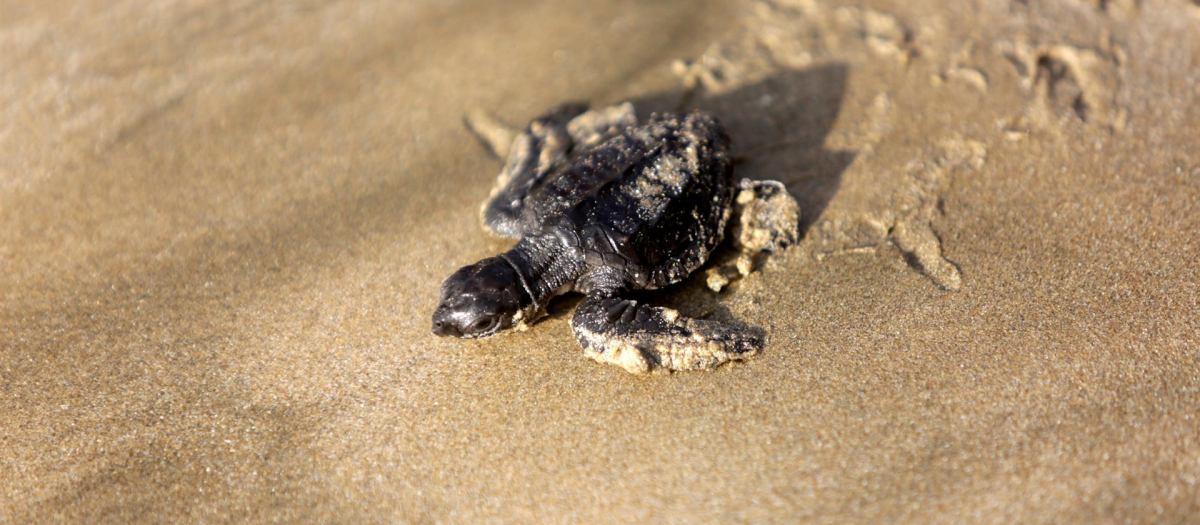 Una pequeña tortuga, conocida como tukik en la lengua local, lucha por alcanzar el mar tras su liberación en una campaña de protección de la tortuga en la playa de Lhok Nga, Indonesia