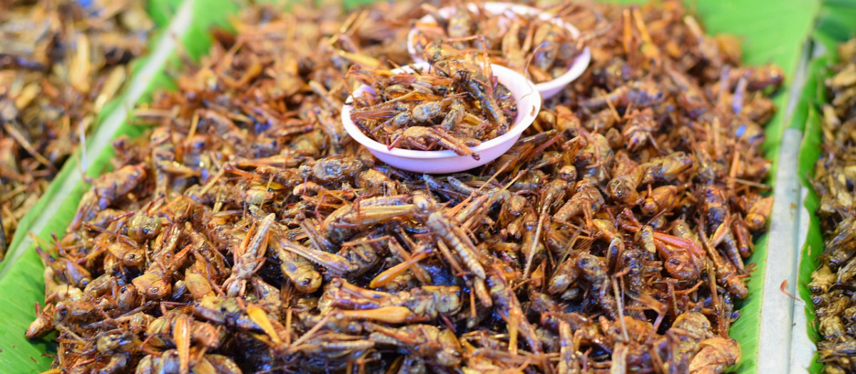 Grillos fritos, listos para ser consumidos, en Tailandia