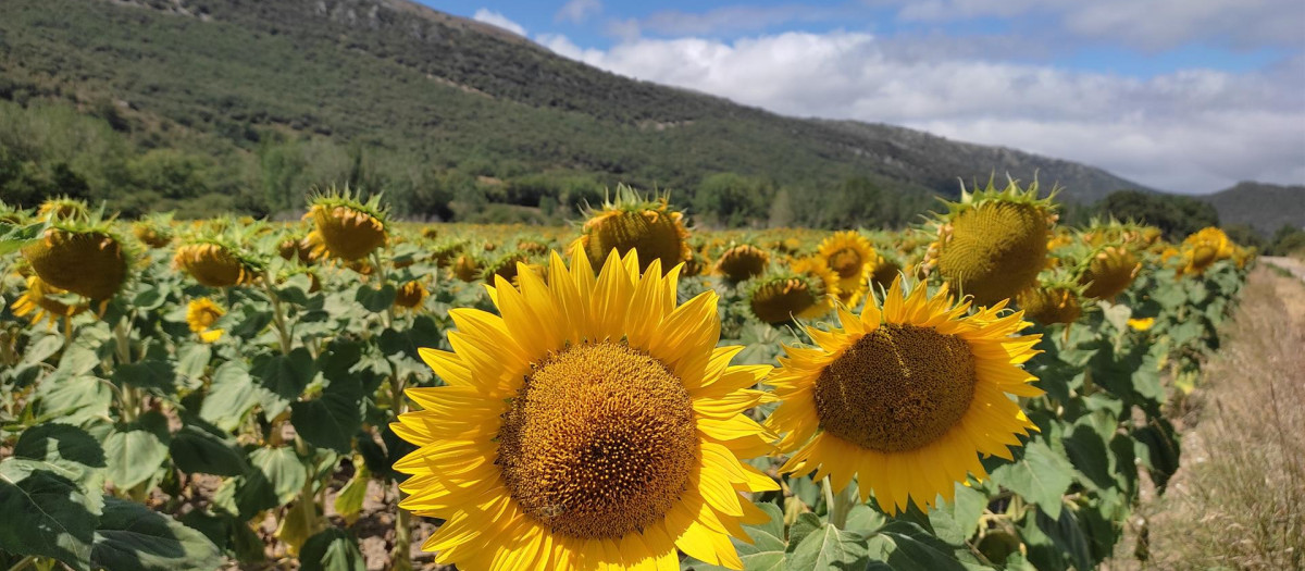 Producción de girasoles