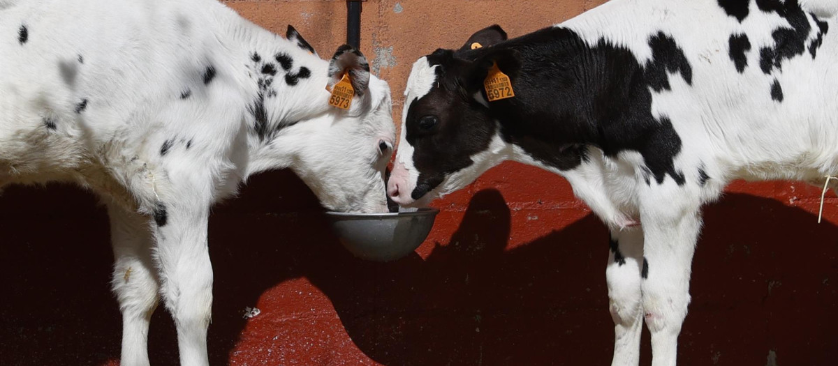 Dos vacas este jueves en la explotación ecológica "Casa Grande de Xanceda", en Xanceda, A Coruña.