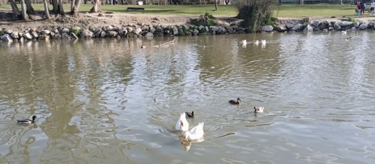 Aves en el Parque del Soto de Móstoles, donde se ha detectado el nuevo foco de gripe aviar