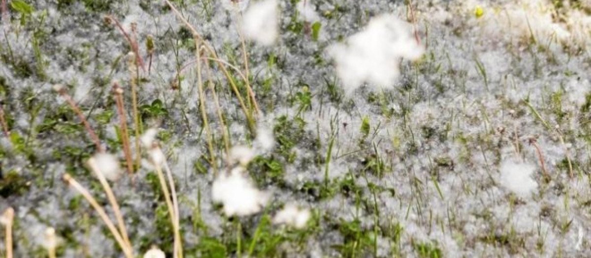 Los alérgicos al polen sufrirán menos esta primavera