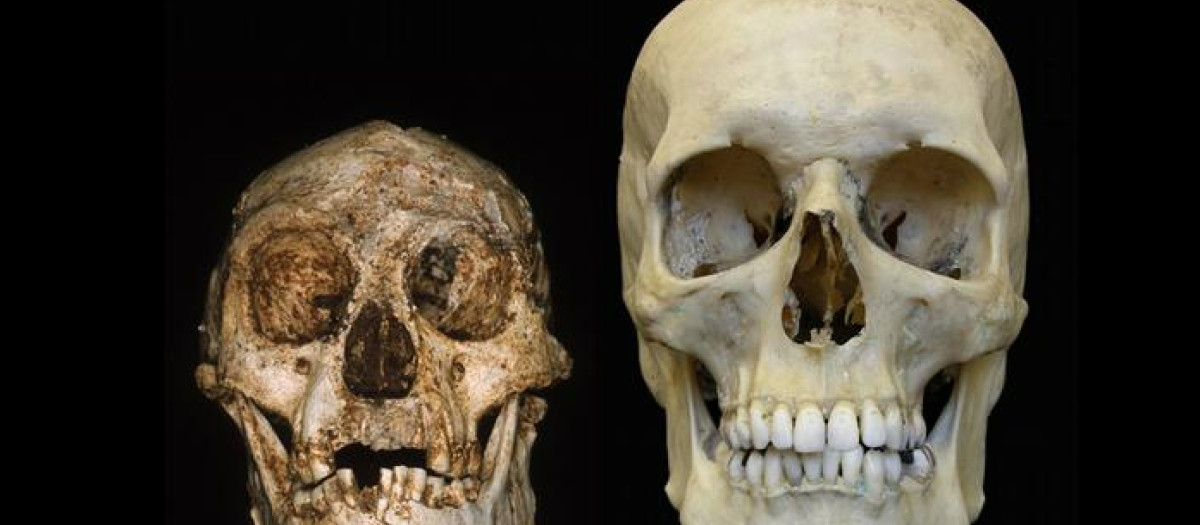 Comparativa del cráneo de un Homo floresiensis con el de un Homo sapiens