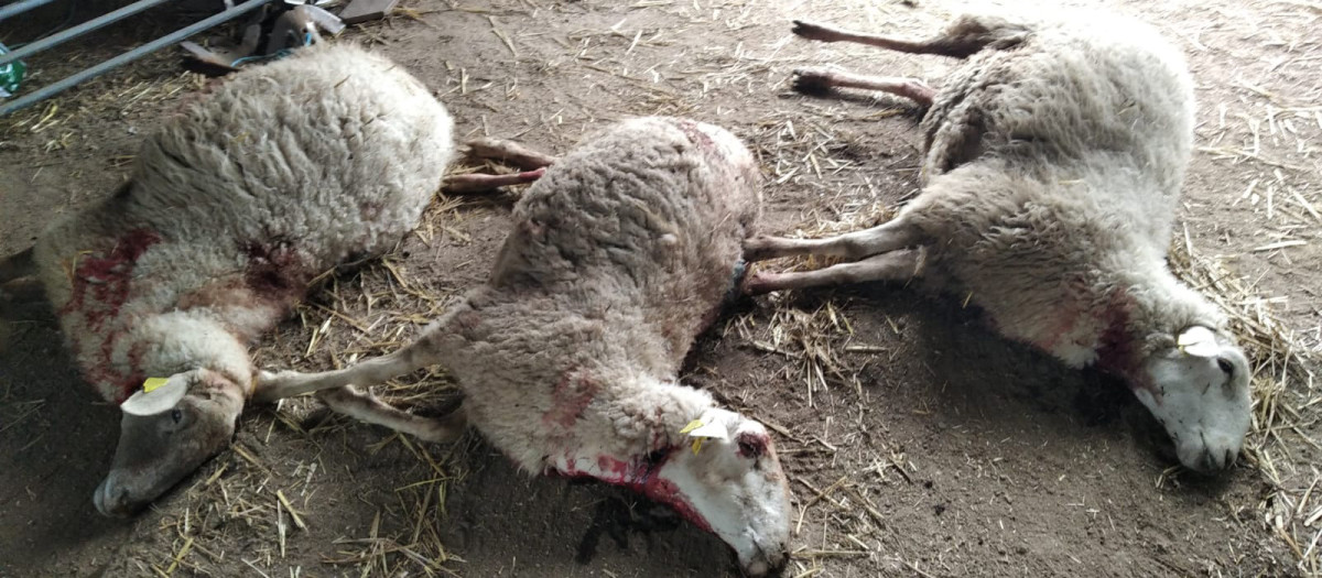 Ovejas muertas tras ser atacadas por un lobo en Villar del Buey, Zamora