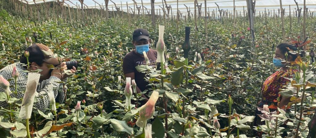 Platación de flores en Guatemala