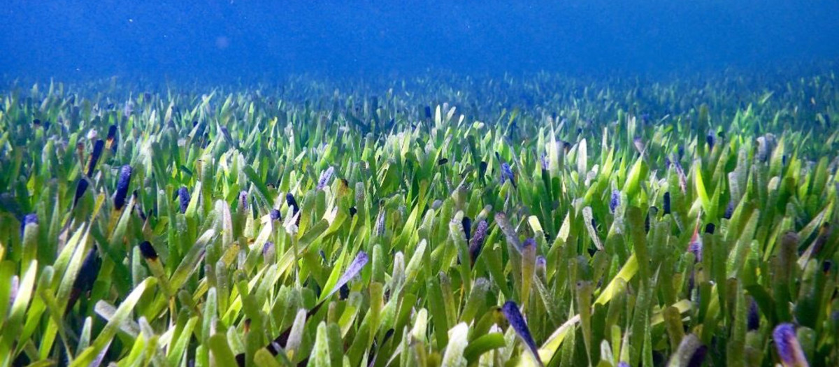 Pradera marina 'Posidonia australis', en Shark Bay (Australia)