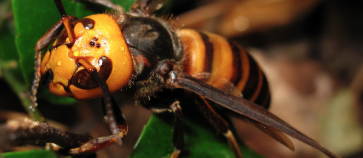 Avispa velutina
