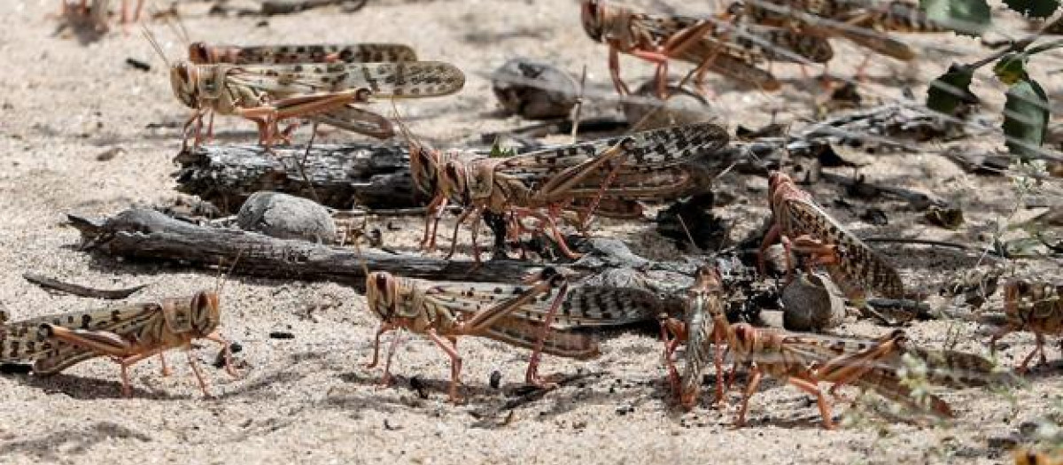 Una plaga de langostas, en una imagen de archivo