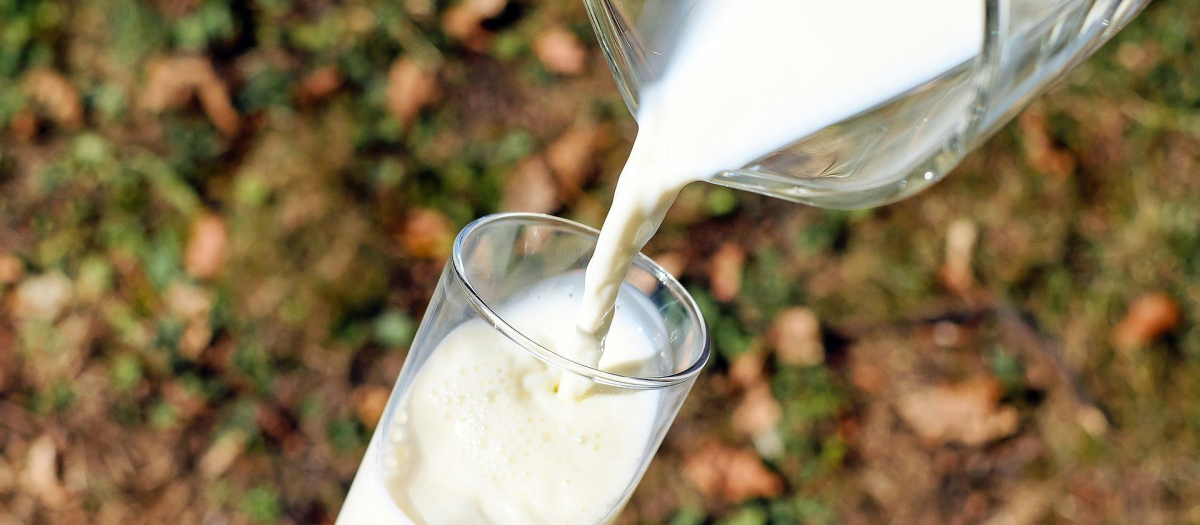 La leche y los productos lácteos se recomiendan en adultos mayores por sus posibles beneficios relacionados con la salud ósea y el control de la presión arterial