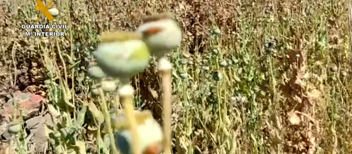 Campo de amapolas adormideras en Getafe