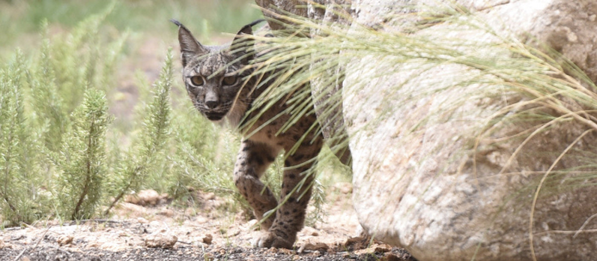 Lince ibérico en el Zoo de Madrid