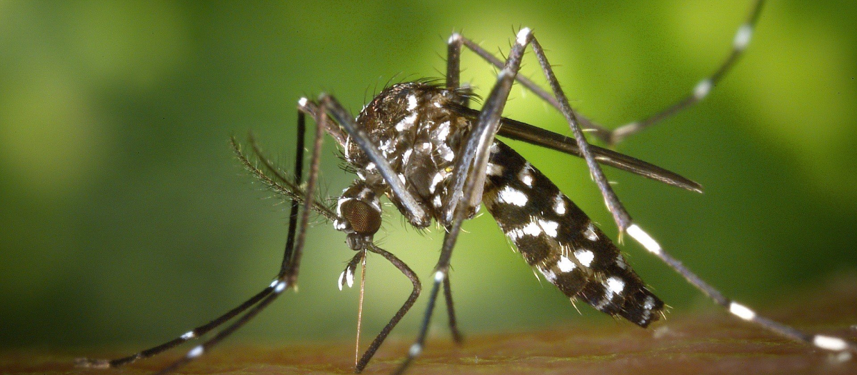 El mosquito tigre está presente en España