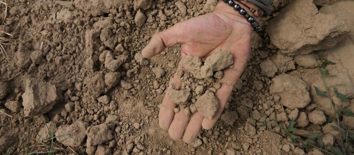 Stefano Lanzoni, un agricultor, muestra este martes su campo de maíz seco debido a la sequía en Casalbuttano, Cremona, Italia. Las regiones italianas van a pedir al gobierno que declare el estado de emergencia por la sequía en el norte del país y que obtenga la ayuda del departamento de protección civil en todo el país, dijeron los gobernadores en la conferencia de las regiones el martes 21 de junio