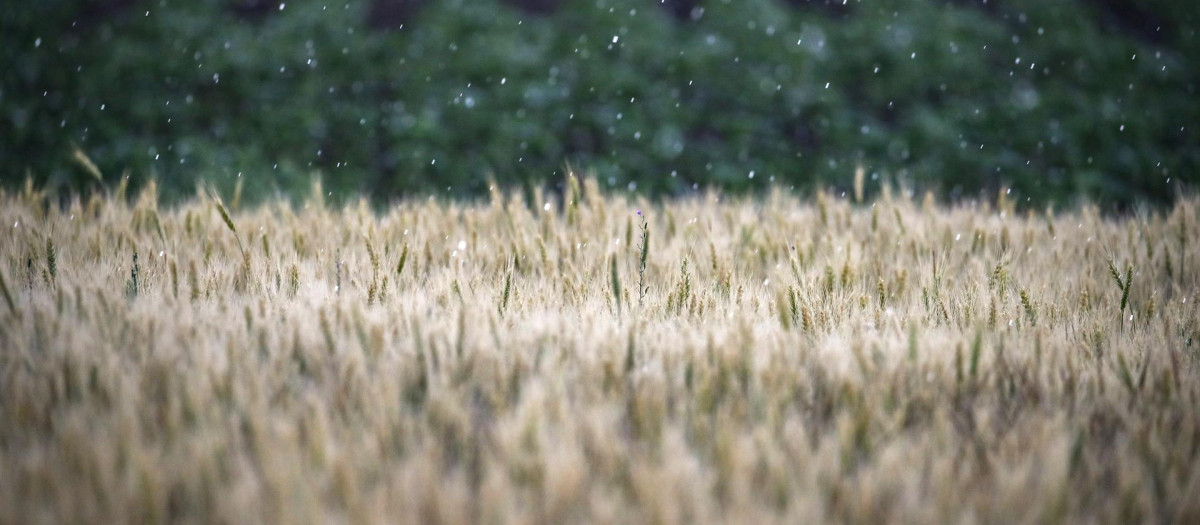 Espigas de trigo en un campo de trigo este miércoles cerca de Melitopol, en la región de Zaporizhia, Ucrania