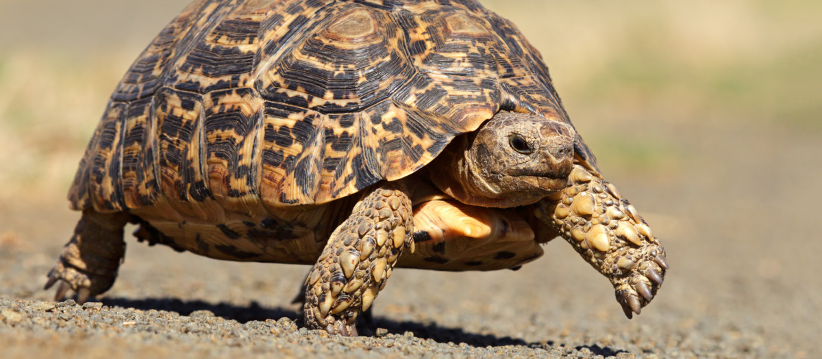 El estudio concluye que el duro caparazón de la mayoría de las especies de tortugas contribuyen a que tengan un envejecimiento más lento e incluso «insignificante»