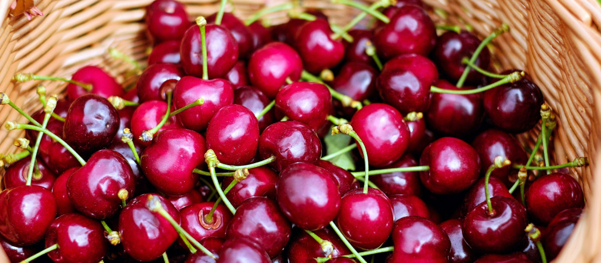 Las cereza y picotas, fruta sana que apenas engorda