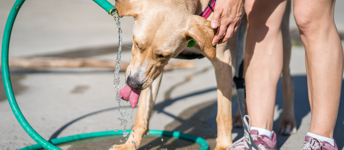 Una joven ofrece agua a su mascota a través de una manguera