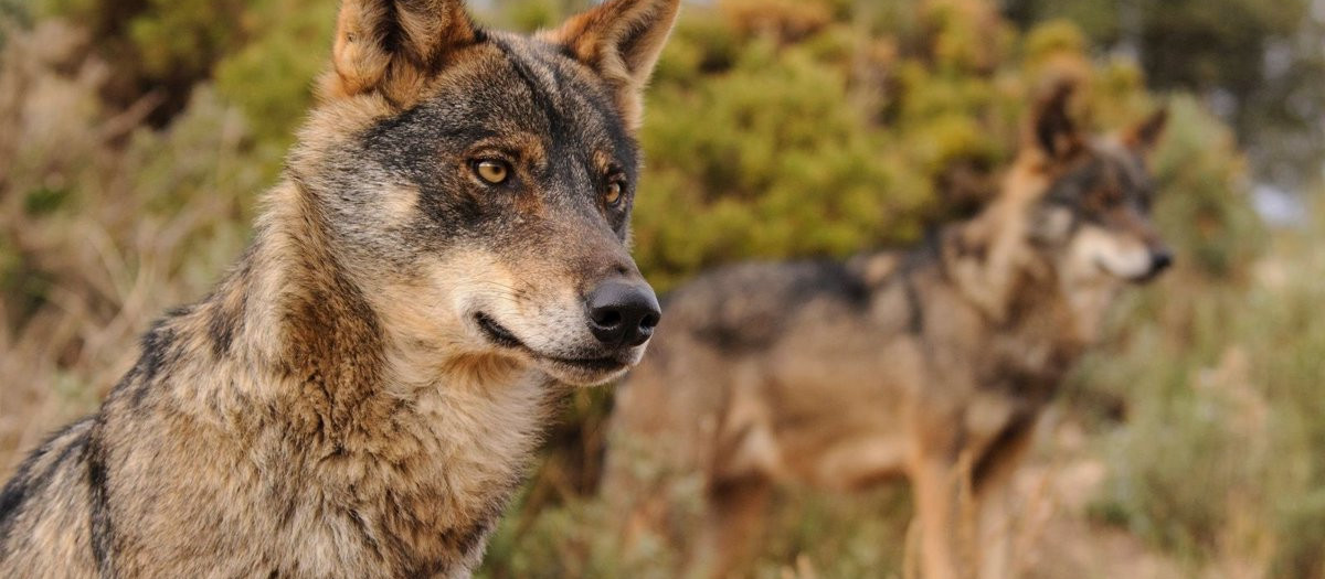 Ejemplar de Lobo Ibérico