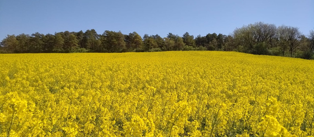 Campos de colza