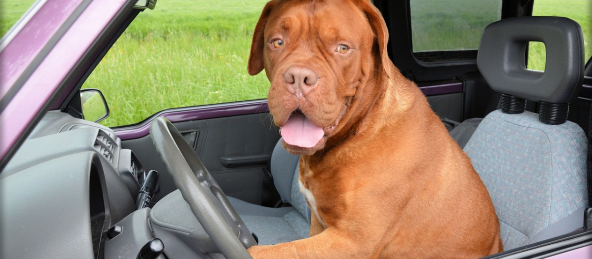 El perro debe ir con un sistema de sujeción adecuado