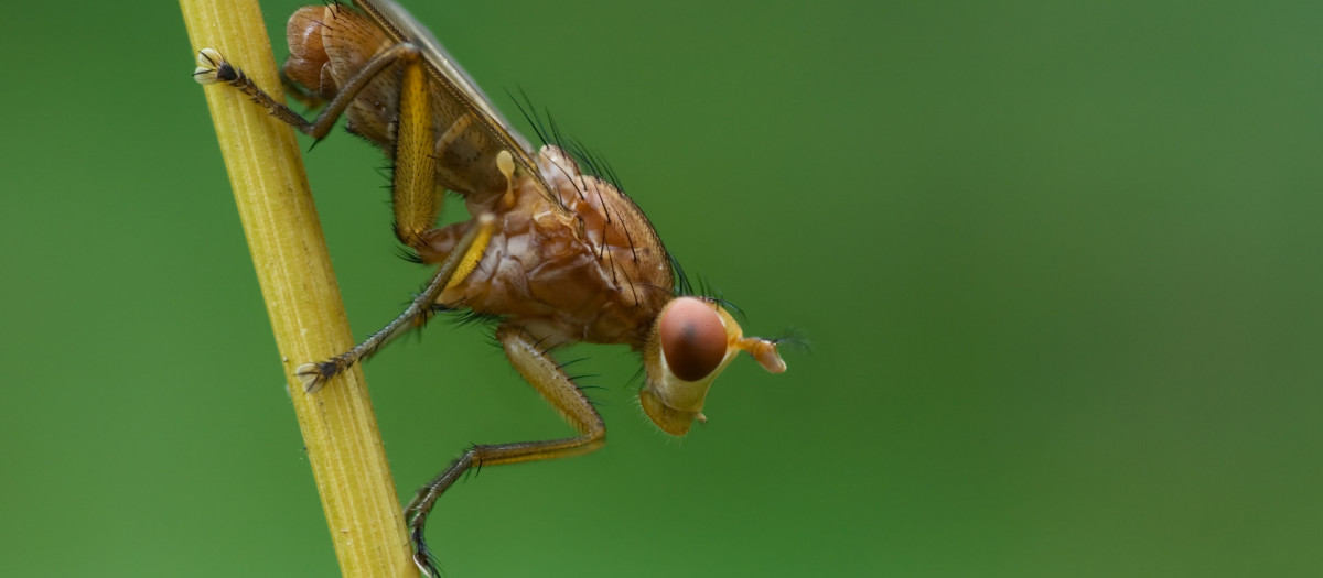 Cómo protegerse de los mosquitos