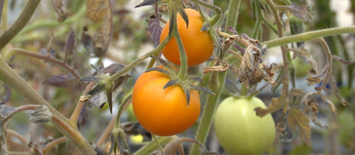 El híbrido entre tomate y azafrán nace en Albacete con multitud de propiedades