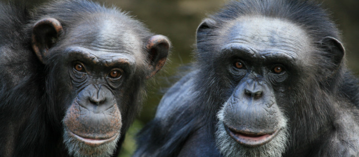 Dos chimpancés, en una imagen de archivo