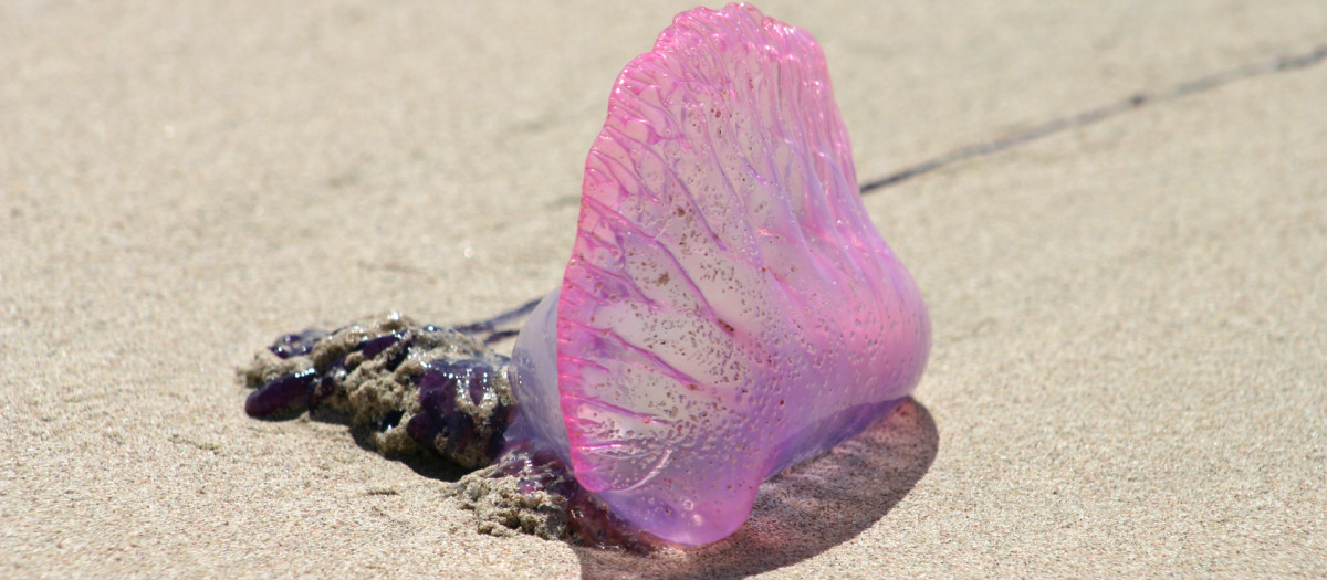 Medusas en las playas del Mediterráneo