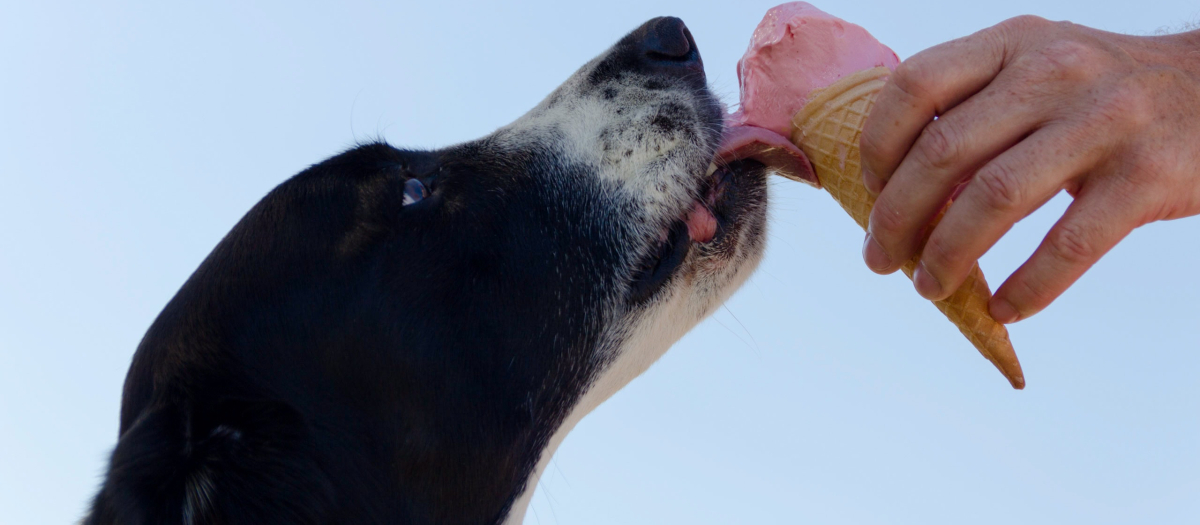 La alimentación de perros y gatos