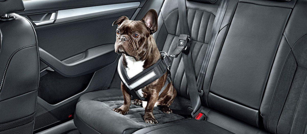 En la carretera, siempre con arnés d seguridad o en el maletero con trasportín