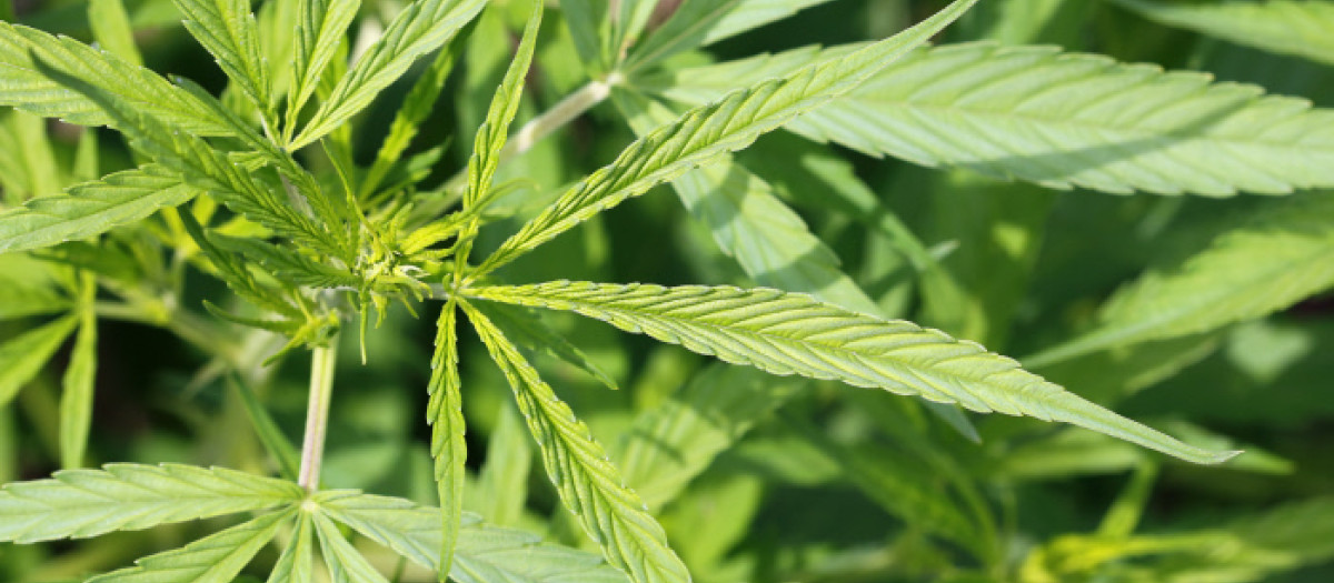 LEAVES OF THE GRASS.LEAVES,FLORA,MATERIAL,DRUG,ANAESTHETIC,ADDICTIVE DRUG,MEDICAMENT,MEANS,AGENT,MEDICINE,REMEDY,SUBSTANCE,MEDICIN,MEADOW,GRASS,LAWN,GREEN,FOLIAGE,PLANT,MARIJUANA,MARIHUANA,HEMP,CANNABIS,LEAF,LEAVES,BOTANY,DEW,WEED,MATERIAL,DRUG,ANAESTHETIC,ADDICTIVE DRUG,MEDICAMENT,MEANS,AGENT,MEDICINE,REMEDY,SUBSTANCE,MEDICIN,HERB,MEADOW,GRASS,LAWN,GREEN,FOLIAGE,FLORAL,PLANT,MARIJUANA,MARIHUANA,HEMP,CANNABIS,MEDICINAL,MEDICINAL,DAGGA,DRUG PLANT,MEDICINAL HERB,SOFT DRUG,INDIAN HEMP