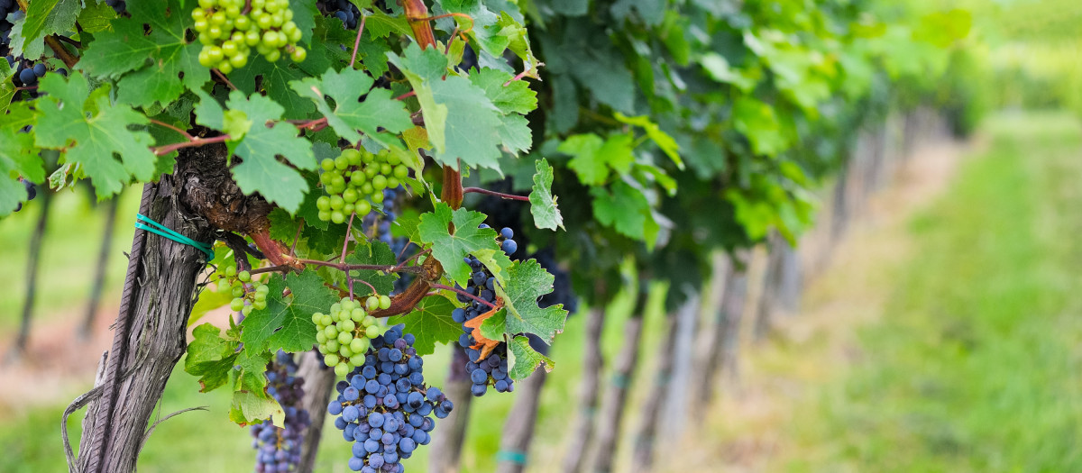 ripe grapes in the vineyard.blue,vineyard,wineyard,vine,grape vine,grape-vine,grape,blue,sweetly,cirrus,agriculture,farming,vintage,fruit,breeding,traditional,cultivation,tradition,vintager,harvest time,mixed,season,vineyard,wineyard,burgundian,pale,bright,pure white,snow white,enthusiasm,amusement,enjoyment,joy,gag,joke,pleasure,fun,gladness,delight,vine,grape vine,grape-vine,harvest,profit,gain,yield,grape,old,fall,autumn,rebe,rebe,portugieser,zweigelt,blaufränkisch,stlaurent,sort,genuß,weingartenbau,rebtechnik,erziehung
