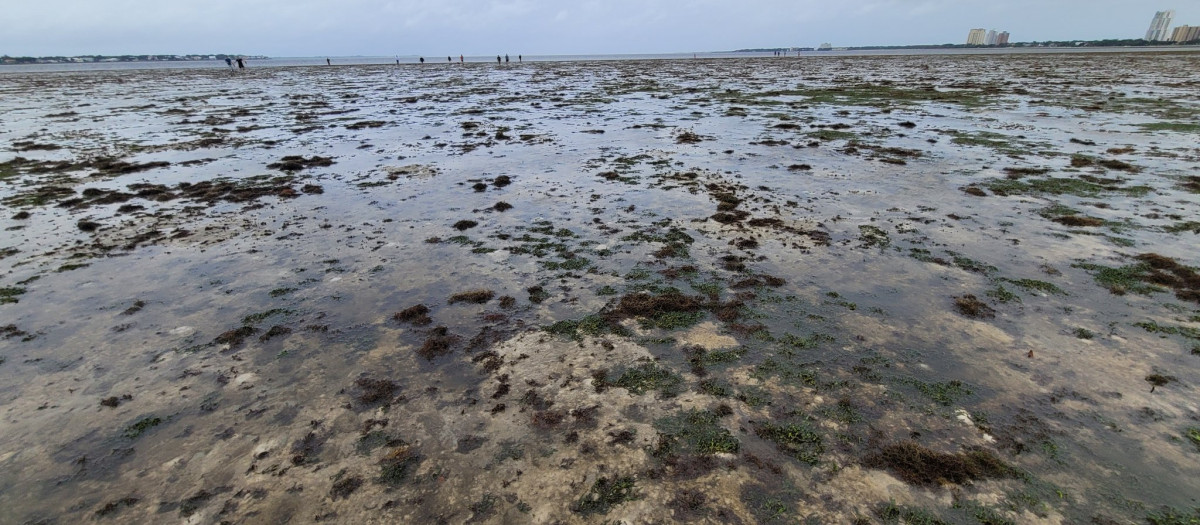 Bahía de Tampa, Florida