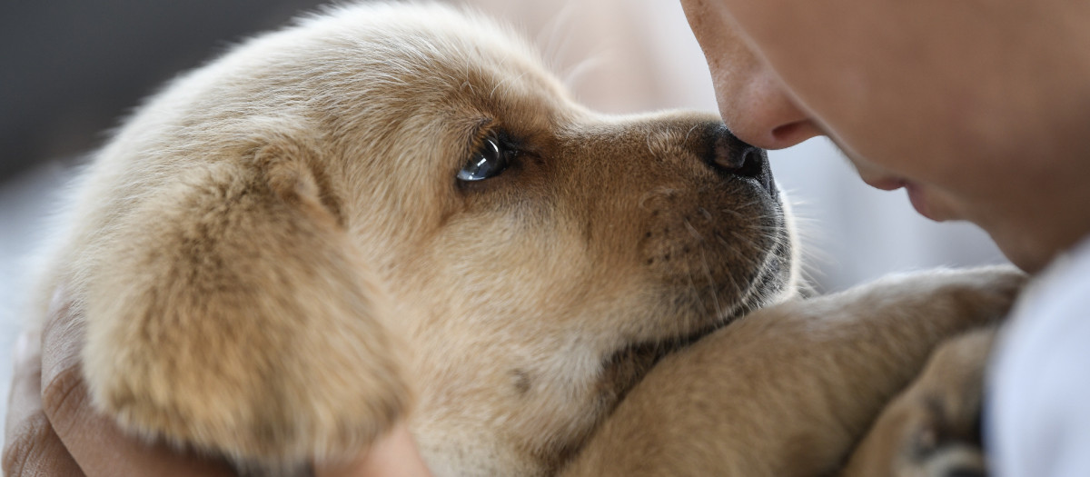Five weeks old Labrador Puppies 17.09.2019., Croatia, Zagreb -
