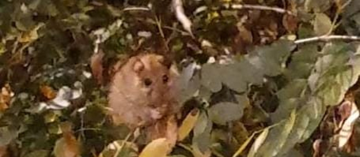 Una rata, en un árbol sin podar en Valencia.