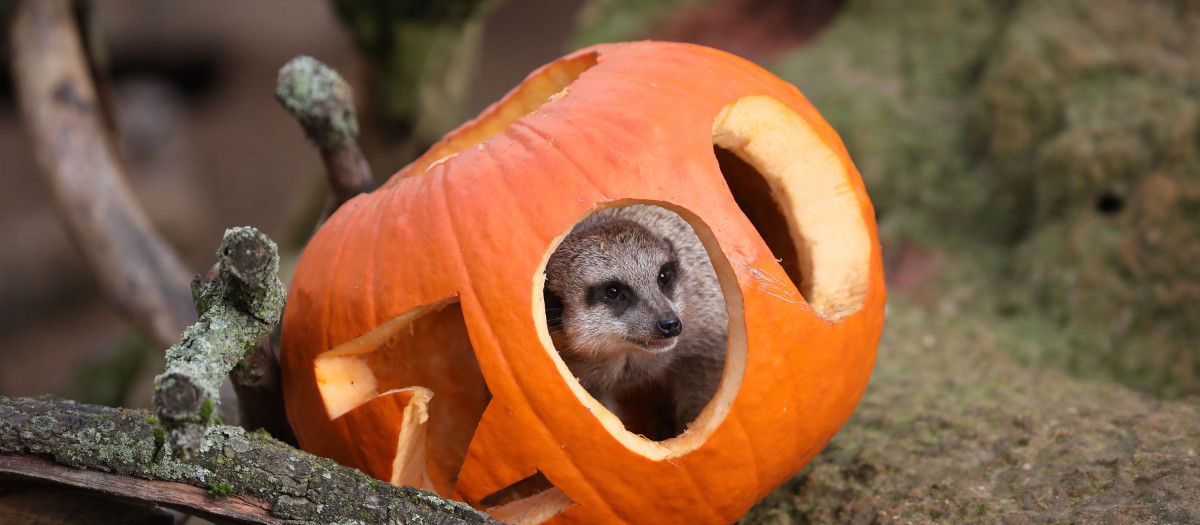 Un suricato refugiado en una calabaza de Halloween